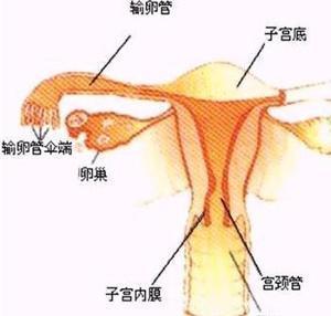 输卵管肿瘤 - 搜搜百科
