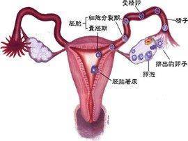 女性不孕的表现,你是否有?