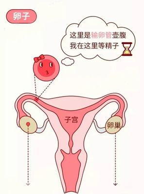 九江妇幼保健院:不孕症患者的福音--宫腔镜下输卵管插管通液术