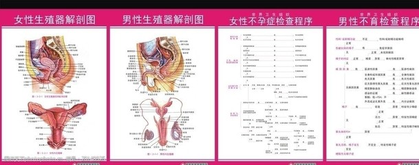 不孕不育解剖图
