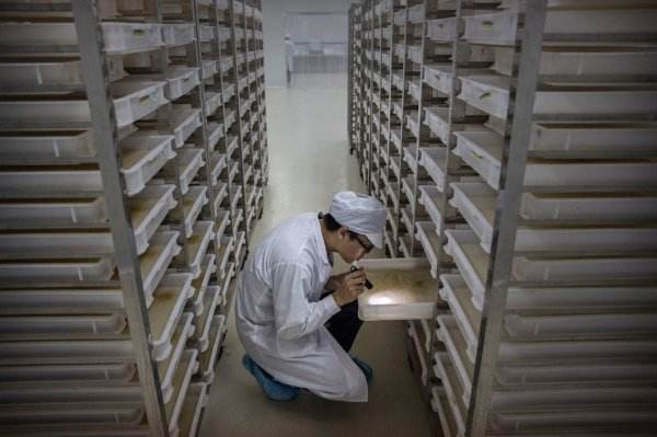世界最大蚊子工厂,为什么每周都要释放500万只蚊子!