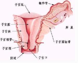 子宫内膜炎的病因 可能造成不孕