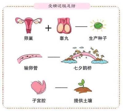 明明已经排卵了为什么还是怀不上?赶紧查查这些吧