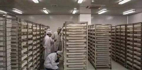 中国最大的蚊子工厂,用羊血喂养蚊子,每个月释放3000万只