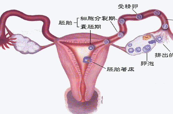 输卵管堵塞 不通如何艾灸