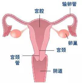 8个你必须知道的女性不孕不育杀手?