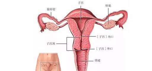 一篇文章让你全面读懂输卵管不孕!